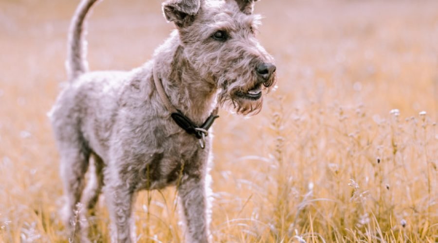Airedale terrier